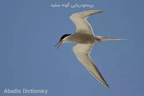 پرستودریایی گونه سفید